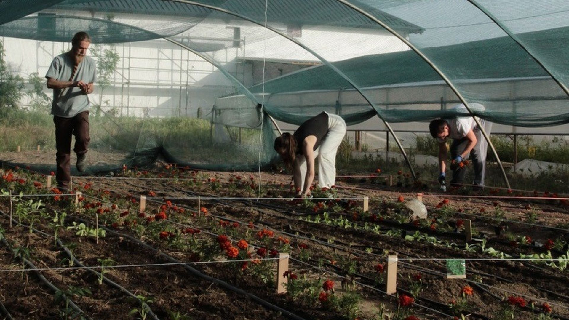 Team members planting rows of seedlings inside the Plovi Farma greenhouse in Montenegro